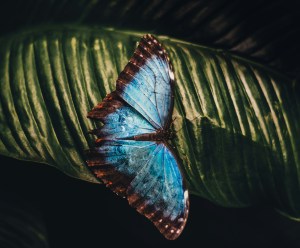 A blue butterfly 